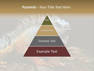 An Iguana Is Sitting On A Rock In The Sun PowerPoint Template