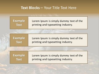 An Iguana Is Sitting On A Rock In The Sun PowerPoint Template