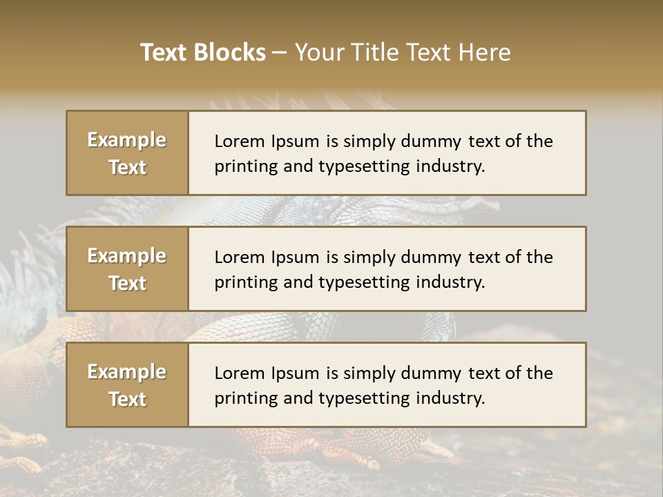 An Iguana Is Sitting On A Rock In The Sun PowerPoint Template
