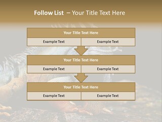 An Iguana Is Sitting On A Rock In The Sun PowerPoint Template