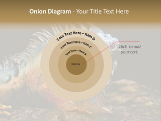 An Iguana Is Sitting On A Rock In The Sun PowerPoint Template