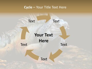 An Iguana Is Sitting On A Rock In The Sun PowerPoint Template