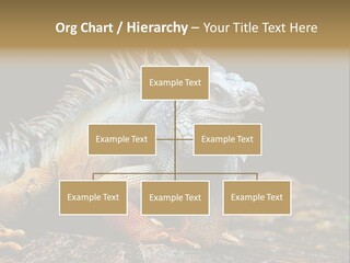 An Iguana Is Sitting On A Rock In The Sun PowerPoint Template