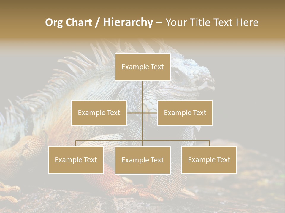 An Iguana Is Sitting On A Rock In The Sun PowerPoint Template