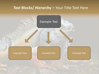 An Iguana Is Sitting On A Rock In The Sun PowerPoint Template