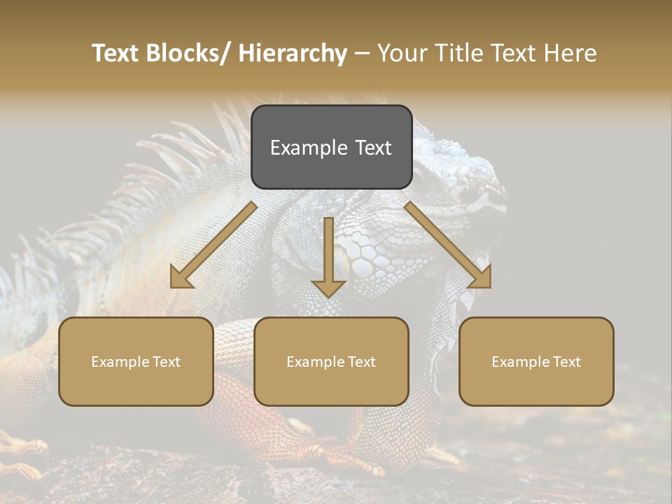 An Iguana Is Sitting On A Rock In The Sun PowerPoint Template