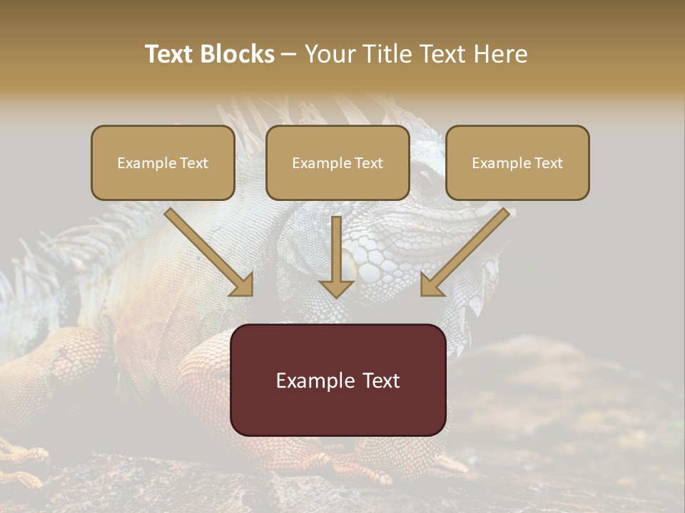 An Iguana Is Sitting On A Rock In The Sun PowerPoint Template