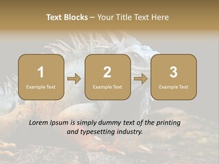 An Iguana Is Sitting On A Rock In The Sun PowerPoint Template