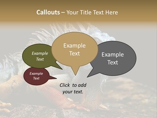 An Iguana Is Sitting On A Rock In The Sun PowerPoint Template