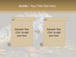 An Iguana Is Sitting On A Rock In The Sun PowerPoint Template