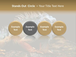 An Iguana Is Sitting On A Rock In The Sun PowerPoint Template