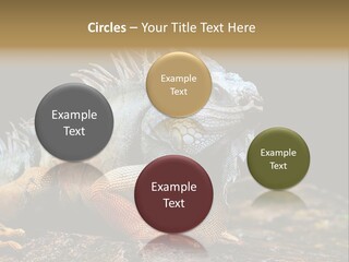 An Iguana Is Sitting On A Rock In The Sun PowerPoint Template