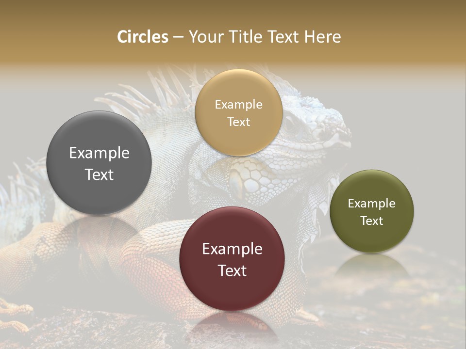 An Iguana Is Sitting On A Rock In The Sun PowerPoint Template