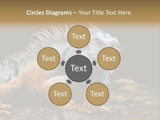 An Iguana Is Sitting On A Rock In The Sun PowerPoint Template