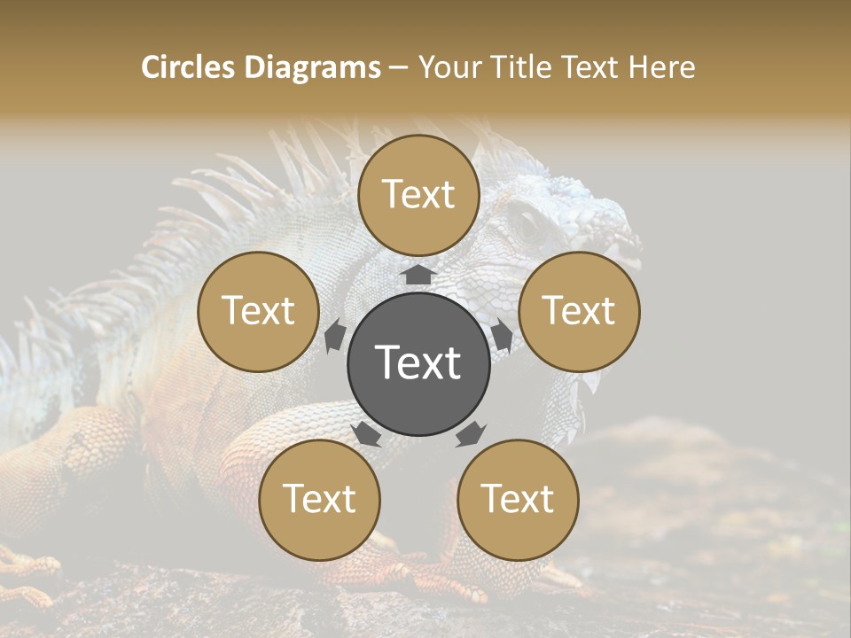 An Iguana Is Sitting On A Rock In The Sun PowerPoint Template