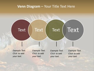 An Iguana Is Sitting On A Rock In The Sun PowerPoint Template