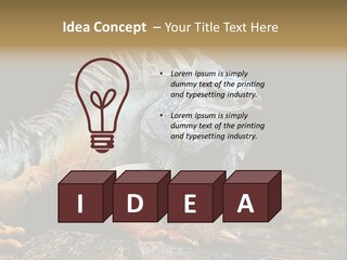 An Iguana Is Sitting On A Rock In The Sun PowerPoint Template