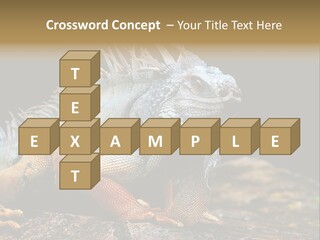 An Iguana Is Sitting On A Rock In The Sun PowerPoint Template