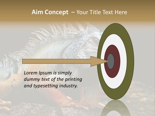 An Iguana Is Sitting On A Rock In The Sun PowerPoint Template