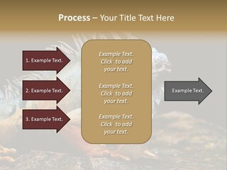An Iguana Is Sitting On A Rock In The Sun PowerPoint Template
