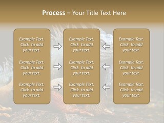 An Iguana Is Sitting On A Rock In The Sun PowerPoint Template
