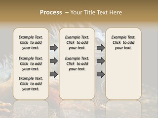 An Iguana Is Sitting On A Rock In The Sun PowerPoint Template