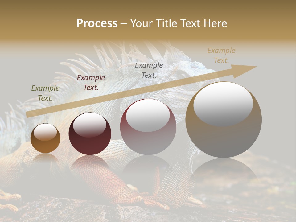 An Iguana Is Sitting On A Rock In The Sun PowerPoint Template