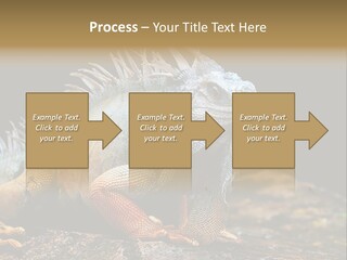 An Iguana Is Sitting On A Rock In The Sun PowerPoint Template