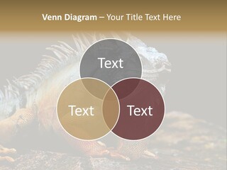 An Iguana Is Sitting On A Rock In The Sun PowerPoint Template