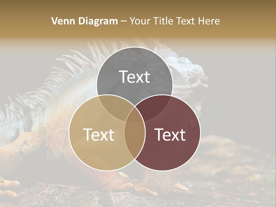 An Iguana Is Sitting On A Rock In The Sun PowerPoint Template