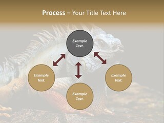 An Iguana Is Sitting On A Rock In The Sun PowerPoint Template