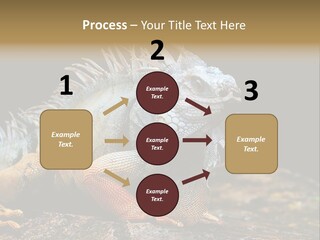 An Iguana Is Sitting On A Rock In The Sun PowerPoint Template