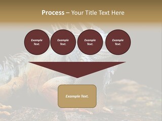 An Iguana Is Sitting On A Rock In The Sun PowerPoint Template