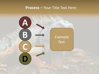 An Iguana Is Sitting On A Rock In The Sun PowerPoint Template