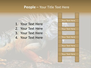 An Iguana Is Sitting On A Rock In The Sun PowerPoint Template