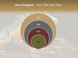 An Iguana Is Sitting On A Rock In The Sun PowerPoint Template