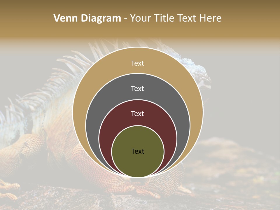An Iguana Is Sitting On A Rock In The Sun PowerPoint Template
