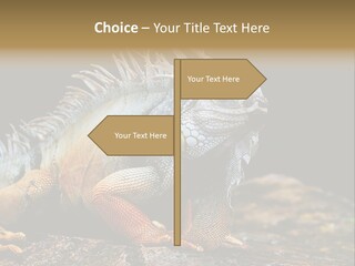 An Iguana Is Sitting On A Rock In The Sun PowerPoint Template