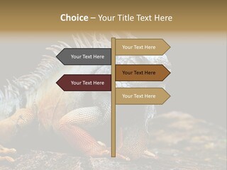 An Iguana Is Sitting On A Rock In The Sun PowerPoint Template