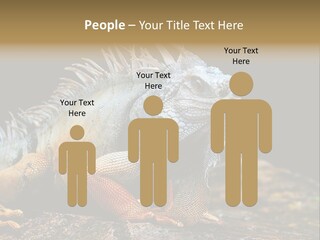 An Iguana Is Sitting On A Rock In The Sun PowerPoint Template