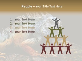 An Iguana Is Sitting On A Rock In The Sun PowerPoint Template