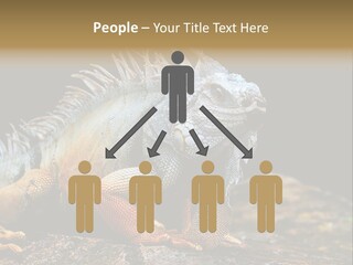 An Iguana Is Sitting On A Rock In The Sun PowerPoint Template