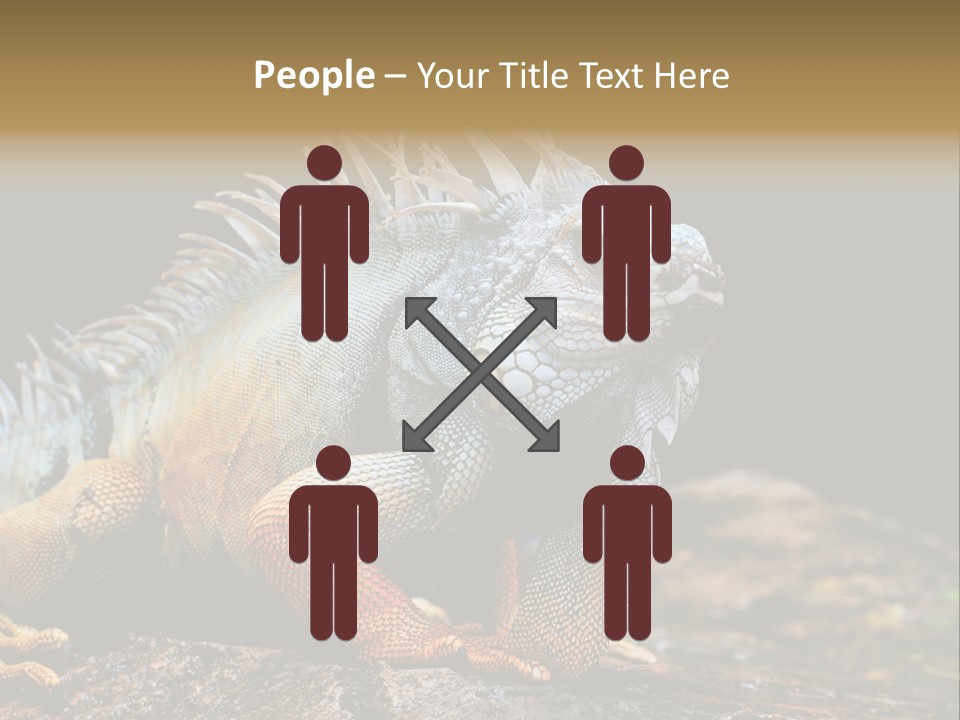 An Iguana Is Sitting On A Rock In The Sun PowerPoint Template