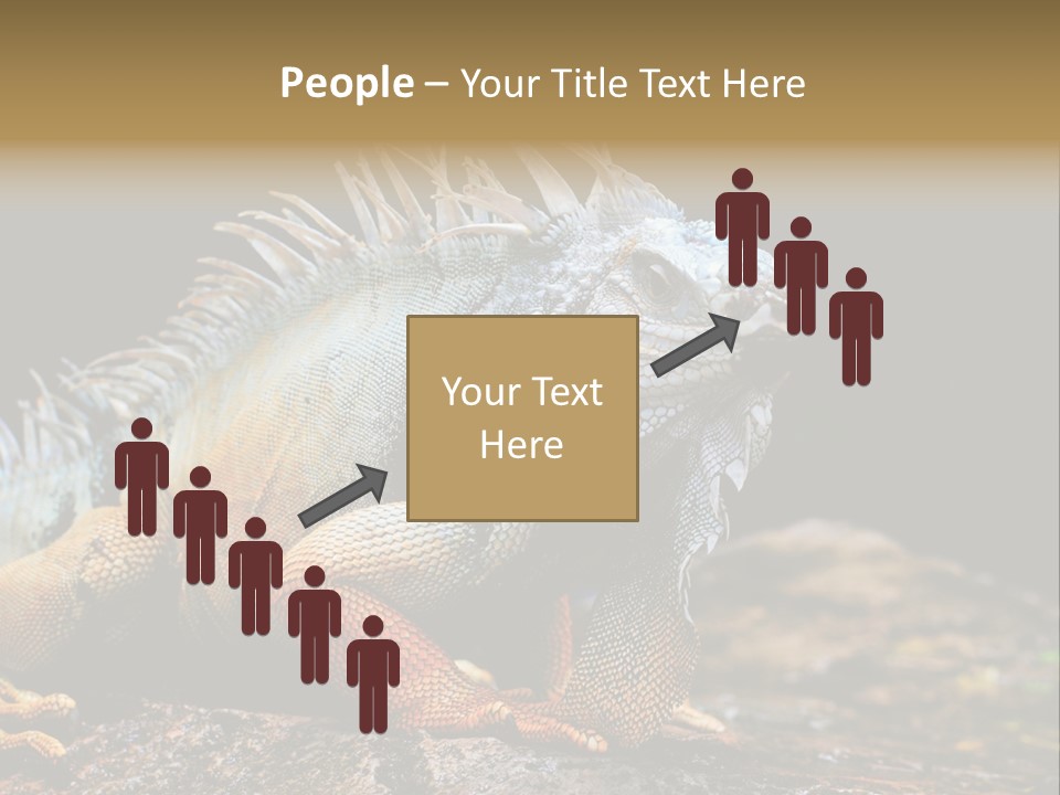 An Iguana Is Sitting On A Rock In The Sun PowerPoint Template