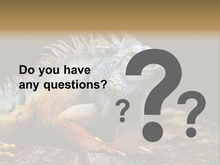 An Iguana Is Sitting On A Rock In The Sun PowerPoint Template