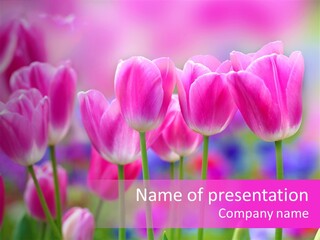 Calla Decoration Flora PowerPoint Template
