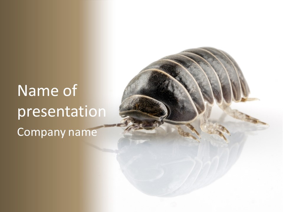 Doodlebug Animal Creature PowerPoint Template