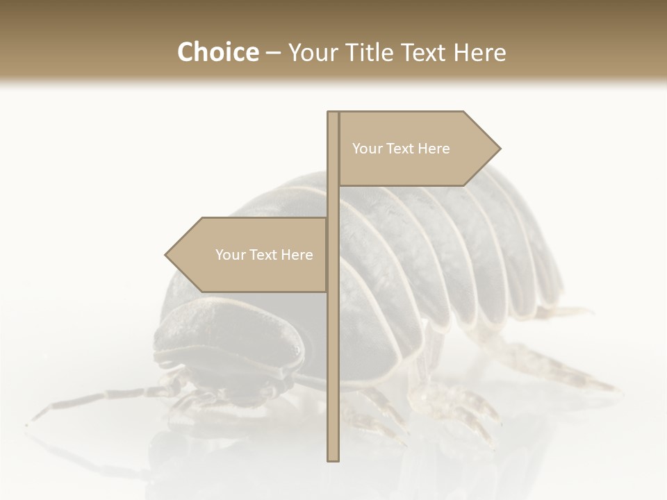 Doodlebug Animal Creature PowerPoint Template