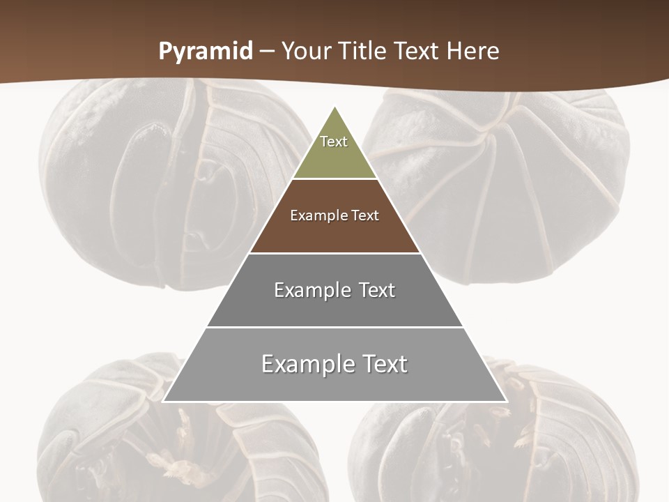 Face Armor Rolypoly PowerPoint Template