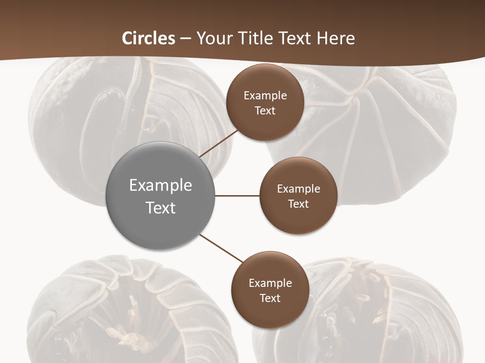 Face Armor Rolypoly PowerPoint Template